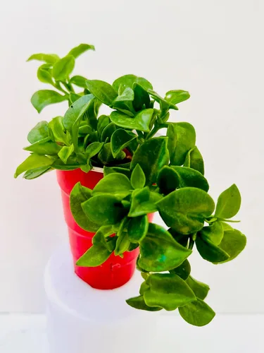 Vista 4 de Planta de hielo, manzana roja Aptenia Cordifolia, también conocida como Baby Sun Rose, 1 planta suculenta viva, enraizada en maceta de 3.5 pulgadas