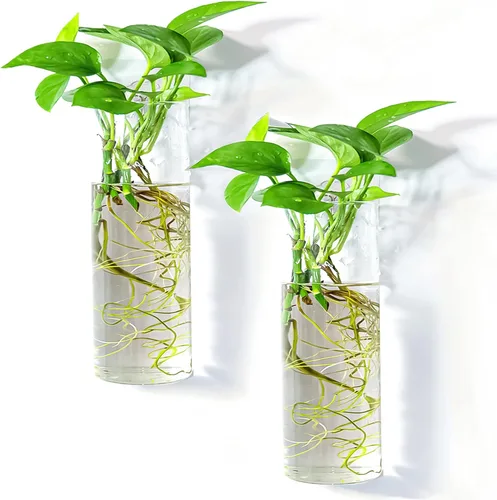 Vista 11 de Paquete de 2 macetas colgantes de pared, terrarios de vidrio, soportes cilíndricos para plantas de aire, plantas de aire, macetas para suculentas