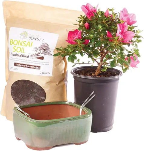 Vista 4 de Brussel's Bonsai Live Satsuki Azalea Bonsai, árbol de flores vivas, para exteriores, pequeño, 5 años de edad, 5 a 8 pulgadas de alto, paquete de 2