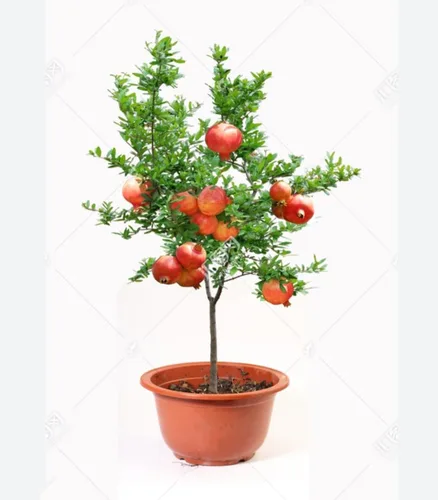 Vista 6 de 60 Semillas de Granada Semillas de Frutos Rojos Punica Granatum Bonsai Megranate