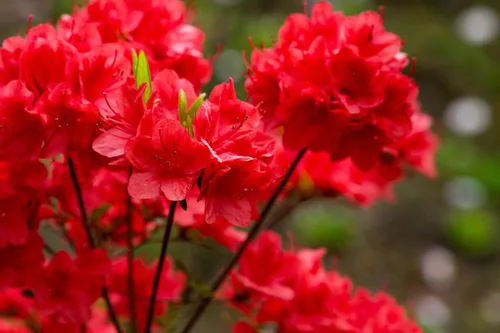 Vista 6 de 10 semillas de flores de arbusto Cumberlandense ROJO Cumberland Azalea Rhododendron Cumberlandense