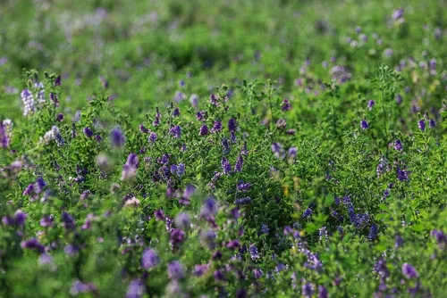 Vista 2 de Semillas de alfalfa de 2 libras - Semilla de alfalfa sin malas hierbas certificada premium - Alta germinación, semilla de alfalfa convencional