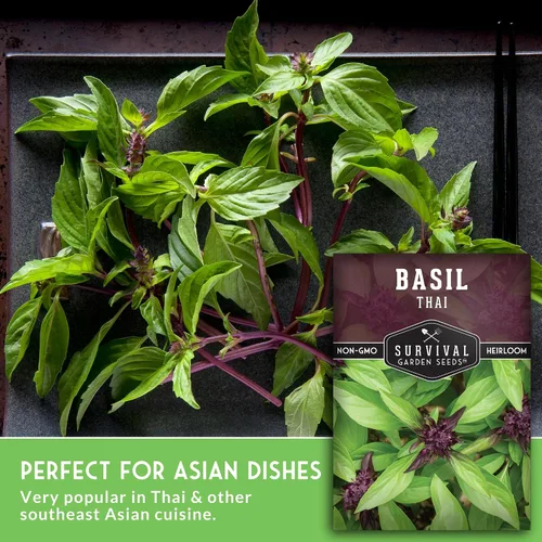 Vista 5 de Semillas de albahaca tailandesa para plantar – Albahaca dulce tailandesa con sabor a anís para cocina asiática – Semillas de hierbas tradicionales