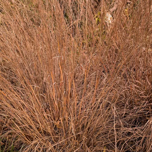 Vista 7 de Outsidepride Semilla de hierba perenne Little Bluestem – 1 libra Temporada cálida, resistente a la sequía, semillas de hierba de pradera nativa