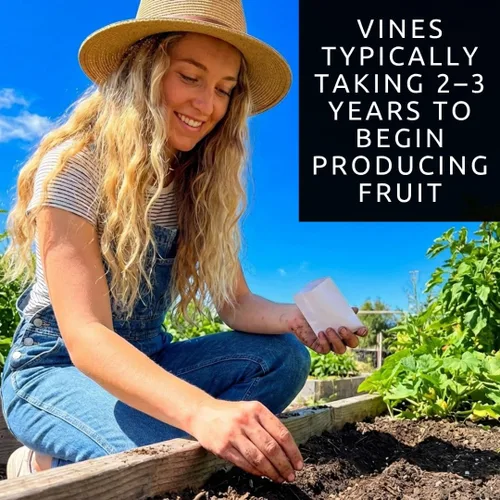Vista 7 de Semillas de uva Red Concord para plantar: más de 20 semillas, cultivo de vides de uva para jugo, gelatina, vinificación, jardín de frutas