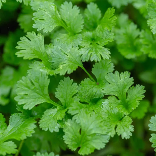 Vista 3 de Semillas de cilantro (Ocio) (300 Semillas)