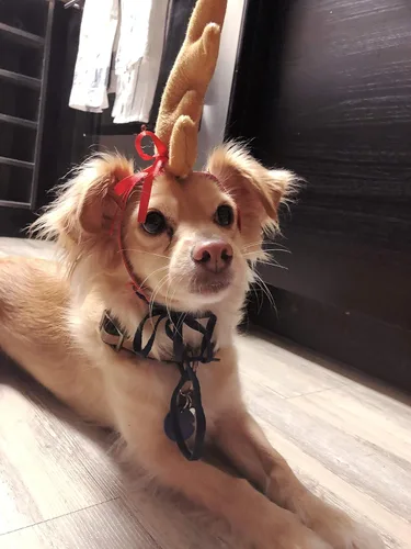 Vista 3 de ComfyCamper - Disfraz de reno con astas para perro de Halloween - Diadema cosplay de Navidad, talla pequeña, mediana, grande, extragrande
