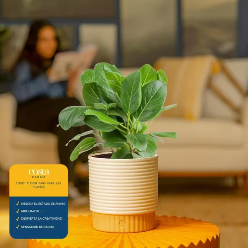 Vista 5 de Costa Farms Ficus Audrey, planta viva de interior de 1 a 2 pies de altura en maceta minimalista de 6 pulgadas, fácil de cultivar, purifica el aire