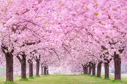 Vista 3 de 25 semillas de árbol de flor de cerezo japonés en flor