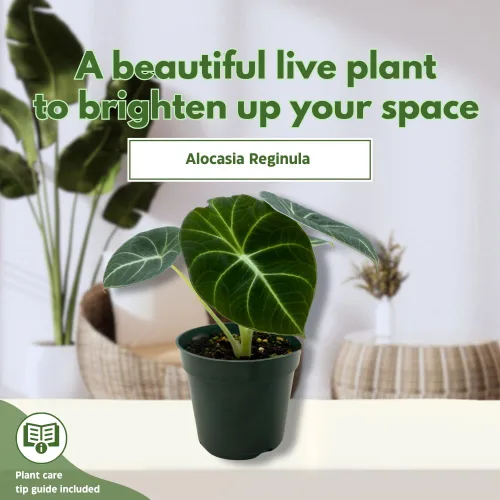 Vista 3 de BubbleBlooms Alocasia Terciopelo Negro, Joya Alocasia en maceta de 4 pulgadas