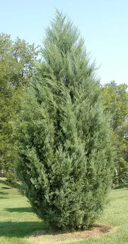 Vista 3 de Juniper Burkii - 10 árboles vivos - Juniperus Virginiana - Cribado de cedro rojo de hoja perenne