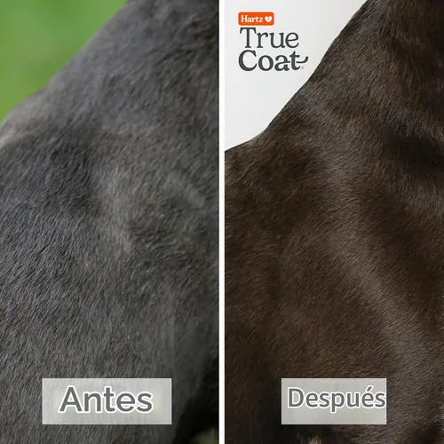 Vista 5 de True Coat Short & Smooth Coat - Champú para perros, 5 en 1, calma y brilla con leche de avena, aceite de coco y vitamina E, 16 onzas Corto y suave