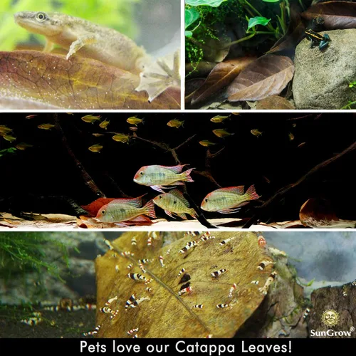 Vista 2 de SunGrow Catappa Hojas de almendra india, 8 pulgadas, para camarones de agua dulce y peces tropicales