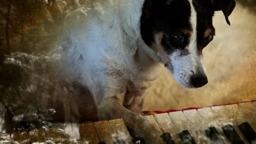 Vista 2 de Heart of a Dog (The Criterion Collection) DVD