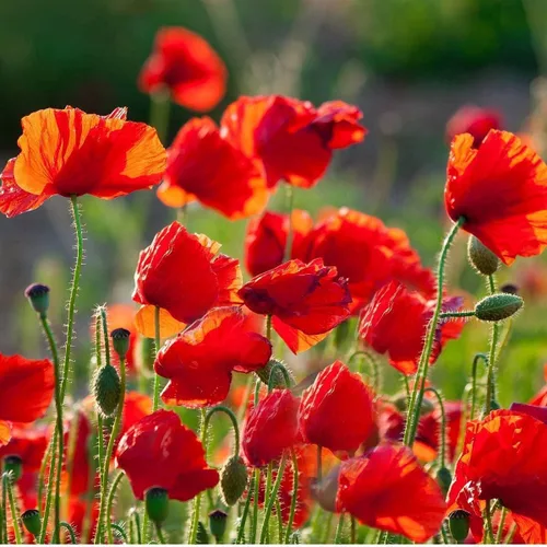Vista 3 de 50.000 semillas de amapola de maíz rojo Flandes, 0.25 oz de herencia no transgénica, abejas polinizadoras cosechadas en Estados Unidos, mariposa