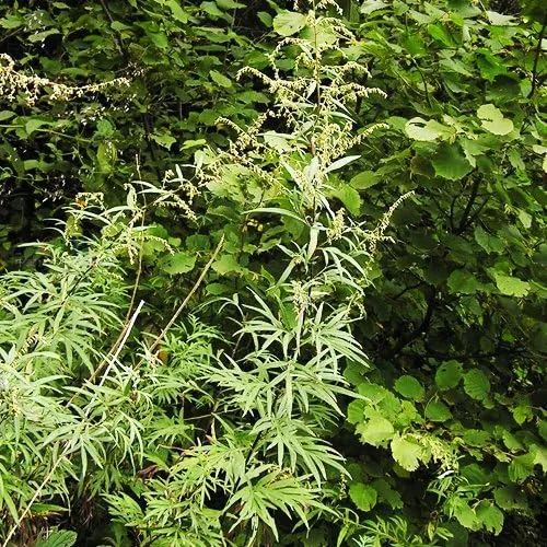 Vista 4 de 200 Semillas de Artemisia Vulgaris (Artemisia Vulgaris) ~~impresionantes!!!