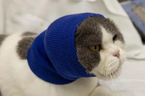 Vista 7 de Snood para gatos (paquete de 6), protección para la cabeza, hematoma, envoltura para las orejas, polaina para el cuello para gatos, azul, S