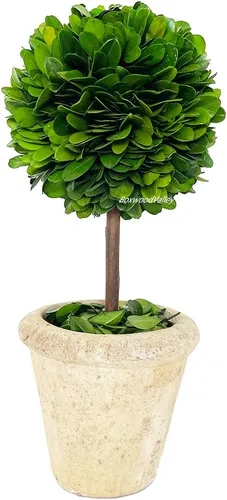 Vista 7 de Topiario de boj preservado natural en maceta de 9 pulgadas, impresionante vegetación y decoración de plantas, ideal para el hogar, oficina, bar