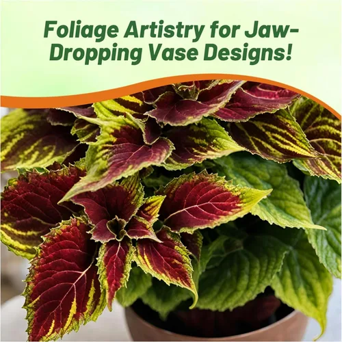 Vista 6 de Outsidepride Fairway Ruby Coleus Semillas para plantar, 100 unidades, anuales, compactas y fáciles de cultivar, semillas de flores con follaje