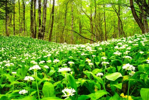 Vista 4 de Wild Garlic Ramsons Buckrams Wild Onion 40 semillas sin OMG para plantar