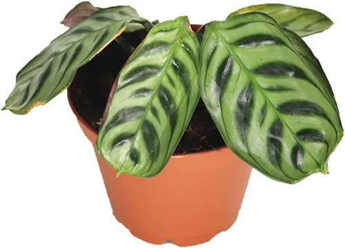 Vista 2 de Serpiente de cascabel Calathea -2.5'' de California Tropicals