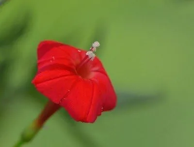 Vista 2 de Heirloom 40 Semillas Estrella Ipomoea Ciprés Vid Cardinal Escalador Quamoclit Flor Semillas a Granel B0116