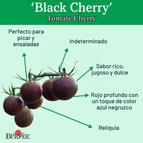 Vista 2 de Burpee Tomate 'Black Cherry' - Tomate cereza púrpura, sabor dulce y rico, 30 semillas Cereza Negra
