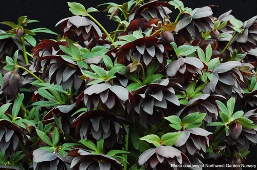 Vista 6 de Perennial Farm Marketplace Helleborus x Winter Jewels 'Onyx Odyssey' (rosa lentense) perenne, 1 cuarto de galón, flores cercanas a negras