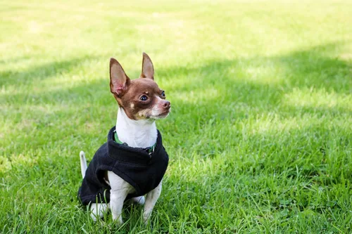 Vista 7 de JACKO & CO - Chaleco de forro polar para perro con anillo de correa - Suéter suave, cálido y ligero para perros pequeños y medianos, cachorros