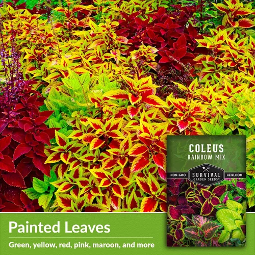 Vista 3 de Rainbow Mix Coleus Semillas para plantar, jardín de sombra anual, 1 paquete Indoor & Outdoor Plant with Colorful Foliage for Containers