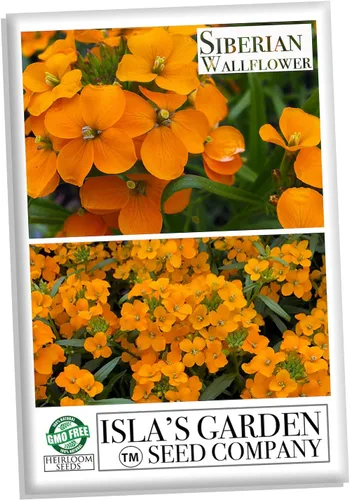 Vista 4 de Alhelí siberiano, más de 400 semillas de flores por paquete, (semillas de jardín de Isla), semillas sin OMG y reliquia, nombre científico
