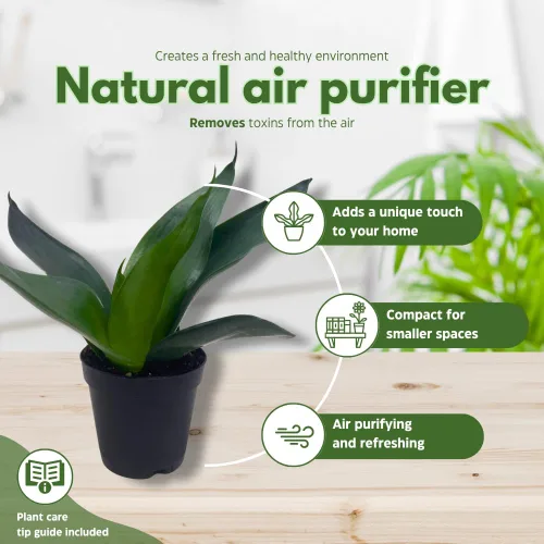 Vista 8 de BubbleBlooms Sansevieria Trifasciata Surtido de 3 plantas de serpiente enanas diferentes en forma de roseta en macetas de 2 pulgadas