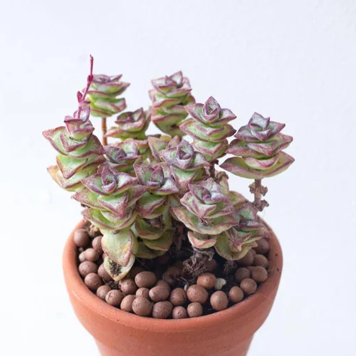Vista 5 de Caja de suculentas Colección única de suculentas de Crassula vivas, fáciles de cultivar, planta de interior para el hogar, totalmente enraizadas