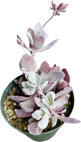 Vista 12 de Plantas de cactus suculentas vivas de USKC (maceta de 4 pulgadas) (Aptenia Cordifolia Variegata)