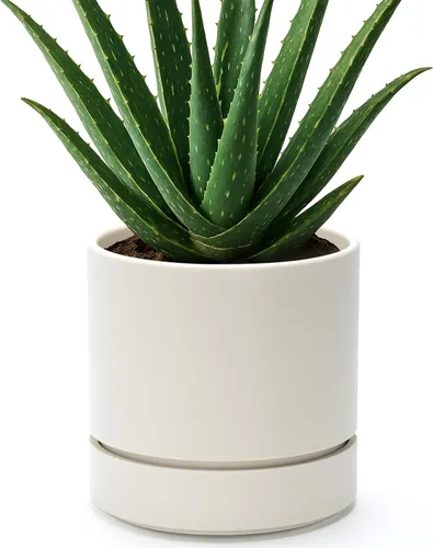 Vista 36 de Phoenix Vine 4 Inch Planter Pot with Drainage Hole & Saucer, Deep Water Catch Tray, Straight Cylindrical Round Pot for Plants, Olive, Pack of 1