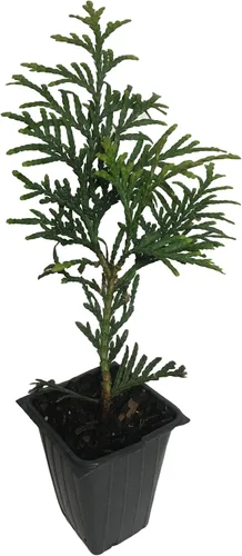 Vista 2 de 10 Arborvitae Green Giant Thuja Plicata 2.5 pulgadas Pot 6-12" Alto