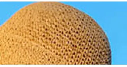 Vista 6 de ASO-SLING Sombrero del cubo de las mujeres sombrero de verano sombreros trenzados sombrero de paja sombrero de pesca elegante mujeres playa paja