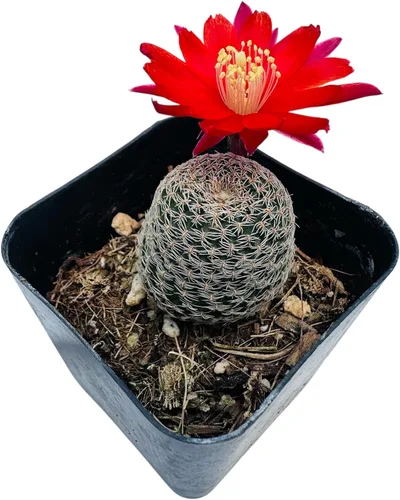 Vista 4 de Colección de plantas de cactus Live Rebutia para decoración del hogar maceta de 2 pulgadas (color del telar #2)