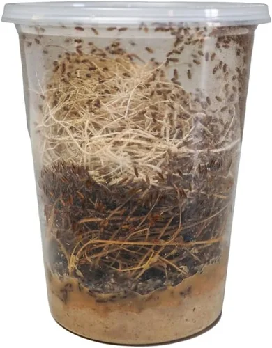Vista 7 de Josh's Frogs Black Drosophila Hydei Fly Culture, 32 oz - Recién comenzado Negro Hydei