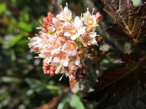 Vista 2 de Primeras ediciones - Physocarpus op. Little Devil (Ninebark) Arbusto, follaje burdeos, #3 - Contenedor