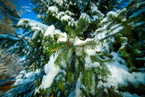 Vista 3 de Abies Balsamea - Semillas de abeto para plantar al aire libre/50 semillas en maceta