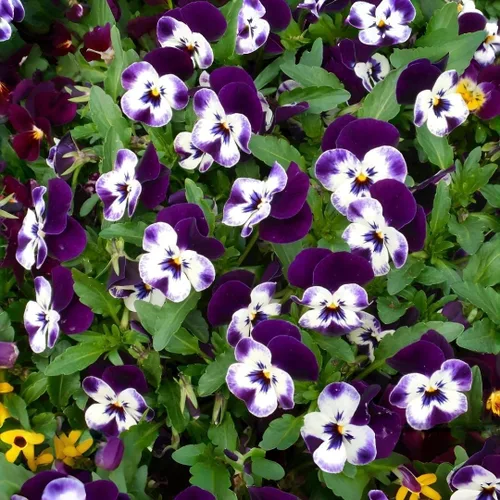 Vista 5 de 1000 semillas de viola tricolor (pensamiento), flores brillantes y de fácil germinación para camas de jardín, macetas de patio y paisajismo