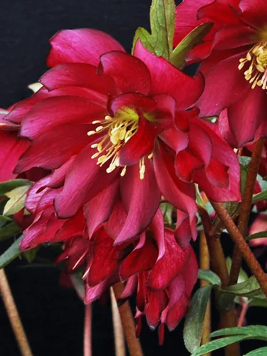 Vista 12 de Perennial Farm Marketplace Helleborus x Winter Jewels "Flor de Cerezo" (Rosa Cuaresmal) Perenne, 1 Quart, Flores Rojas