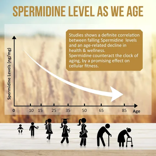 Vista 4 de Spermidine Supplements 13mg - 1300mg Cápsulas de extracto de germen de trigo fórmula potente con mayor contenido de espermidina y zinc para un