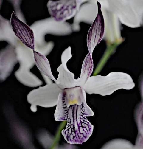 Vista 3 de 4 plantas de orquídeas vivas para elegir (Dendrobiums)