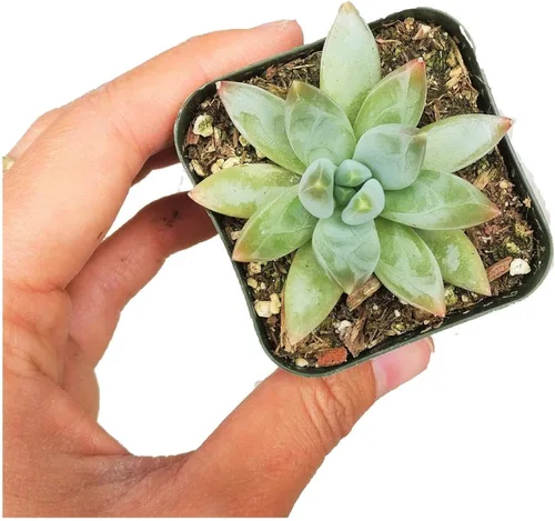 Vista 12 de Dancing Bones Hatiora Salicornioides 2 pulgadas + maceta de arcilla – Suculenta saludable, rara e inusual, planta viva de fácil cuidado, totalmente