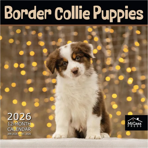 Vista 24 de MICASA PRESS Calendario de pared de Australian Shepherds Aussies 2027 02 - Pastores australianos