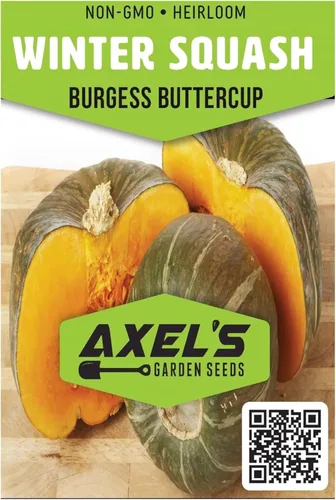 Vista 2 de Semillas de calabaza de invierno para plantar – Planta y cultiva calabaza Burgess Buttercup – Instrucciones para plantar un jardín de verduras