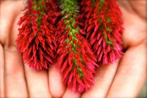 Vista 5 de TomorrowSeeds - Crimson Clover Seeds - 1 Pound - for 2025 Planting USA Garden Flower Italian Blood Red Clovers Winter Annual Cover Crop Non-GMO