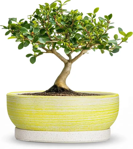 Vista 47 de Succulent Pots, 6 Inch Ceramic Bonsai Pots with Saucer, Blue